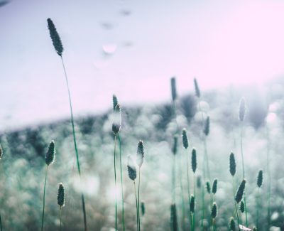 Différence entre allergie alimentaire et intolérance alimentaire