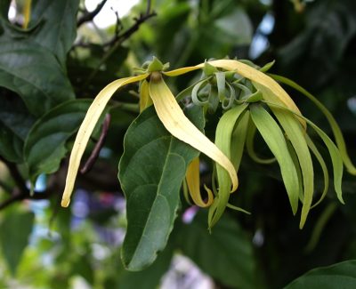 Les vertus de l’huile essentielle d’ylang-ylang