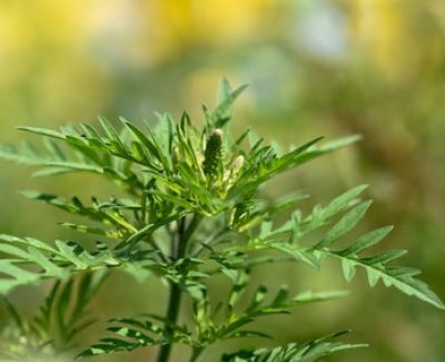 Allergie aux pollens : l’ambroisie comme principales causes !