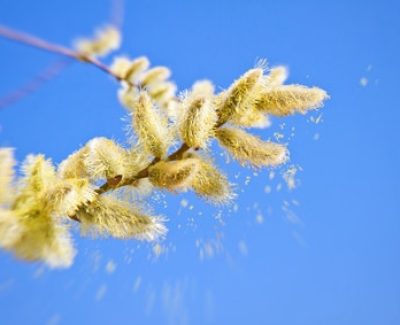 Allergie au pollen : quels indices pour le savoir ?