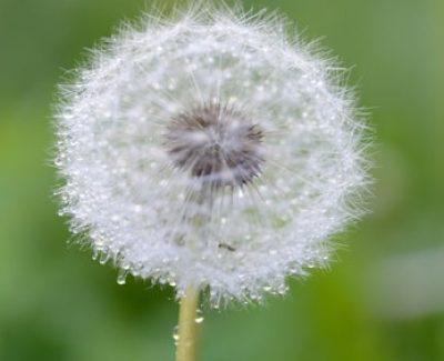 Allergies aux pollens : les remèdes phytothérapiques